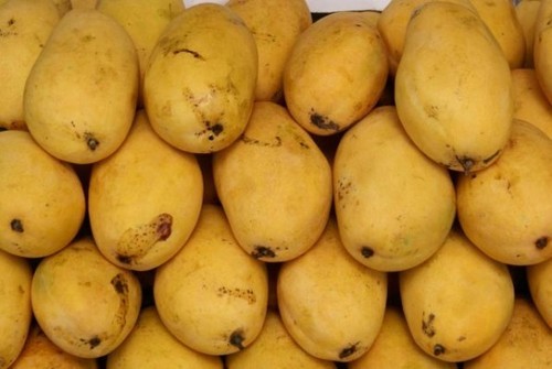 Organic Fresh Safeda Mango, Color : Yellow