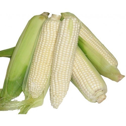 White Corn, Style : Natural