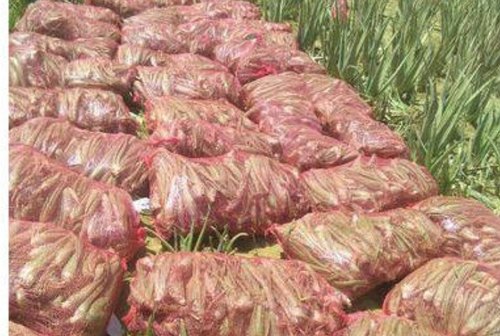Organic Aloe Vera Plant, for Farming, Feature : Easy To Grow, Long Term Freshness