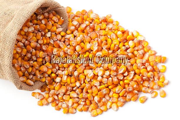 Organic Maize Seeds, for Animal Feed, Human Consuption, Farming, Style : Dried, Fresh