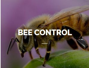 Bee Control Service