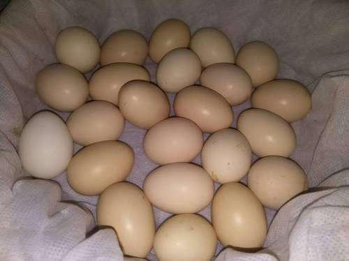Kadaknath Eggs, for Bakery Use, Human Consumption, Color : Brown