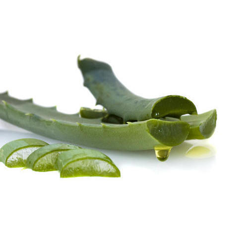 Common Raw Aloe Vera Leaves, for Body Lotion, Cream, Making Shampoo, Gel, Juice, Form : Leaf