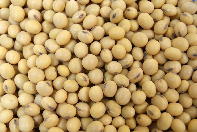 Hybrid Soybean Seeds