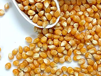 Natural Corn Seeds, Style : Dried