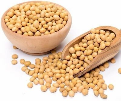 Organic Soybean Seeds