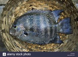Karimeen Pearl Spot Fish, for Food, Human Consumption, Style : Alive, Fresh