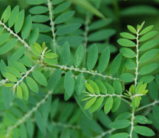 Keelanelli Leaves, for Herbal Products, Medicine
