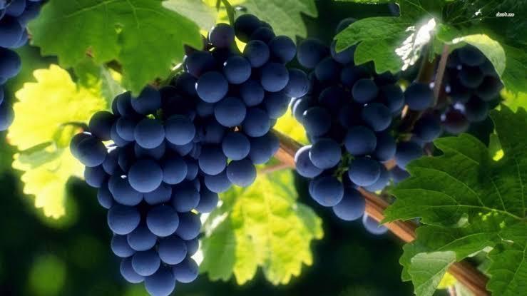 Natural fresh grapes, Shelf Life : 0-3days, 3-5days
