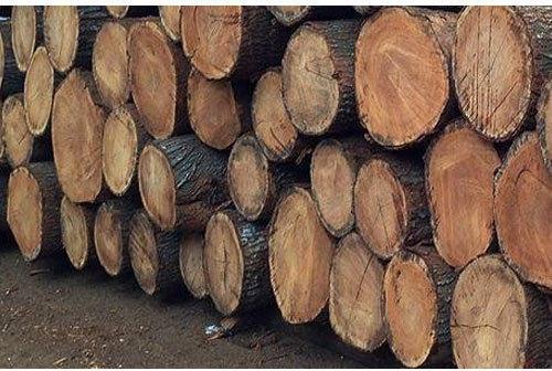 Round Silver Oak Wood Log, Length : 7-8 Feet