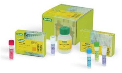 Bio-Rad DNA Polymerase, for Clinical, Hospital