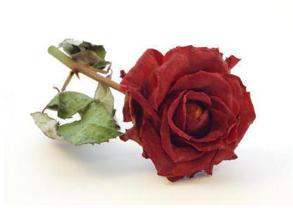 Dried Red Rose Flower