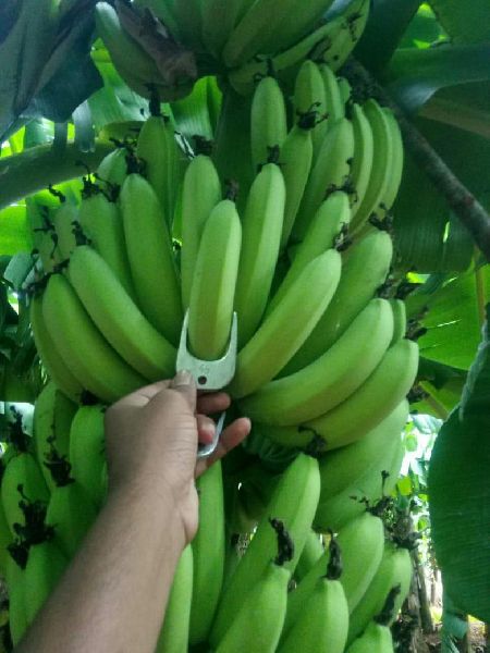 Cavandish Banana