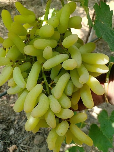 Natural grapes, Packaging Size : 5-10kg
