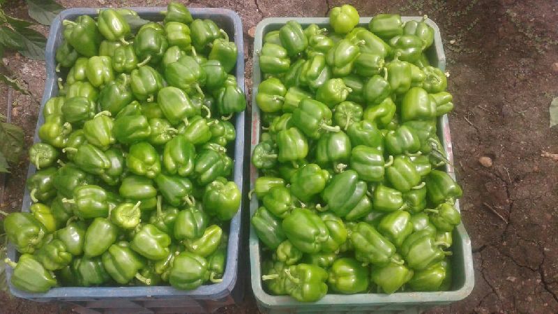 Green Capsicum, for Cooking