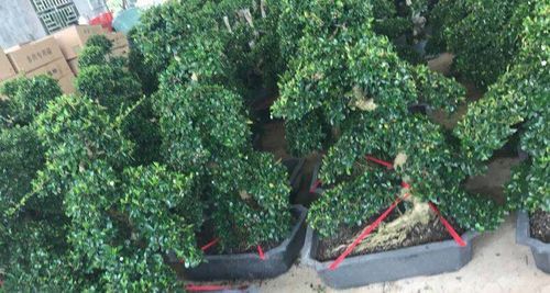 Bonsai Plants, for Outdoor