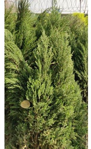 Artificial christmas trees, for Garden, Color : Green