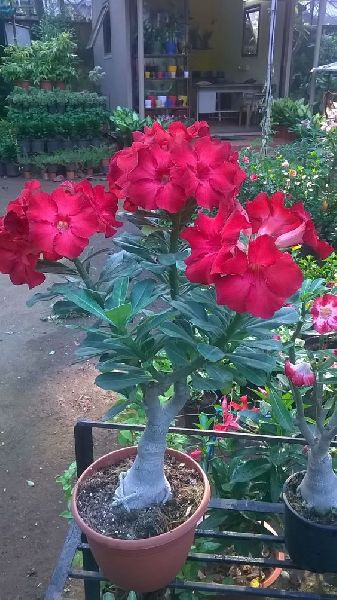 Adenium Grafted Any Color plant, for Decorating Flower, Size : 12x8Inch, 14x12Inch, 15x10Inch, 16x12Inch