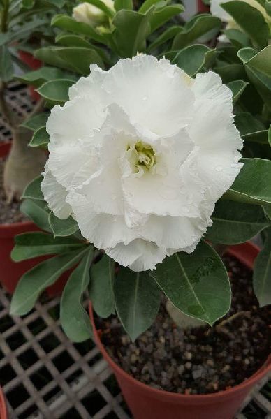 Adenium White Double Plants
