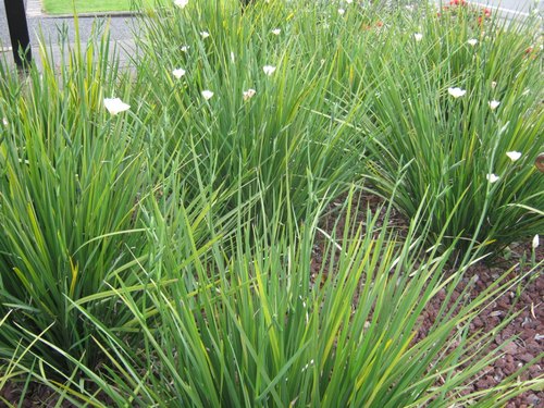African Iris Grass
