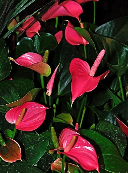 Anthurium Tricolor Flower Plant, for Gifting, Decoration, Style : Fresh