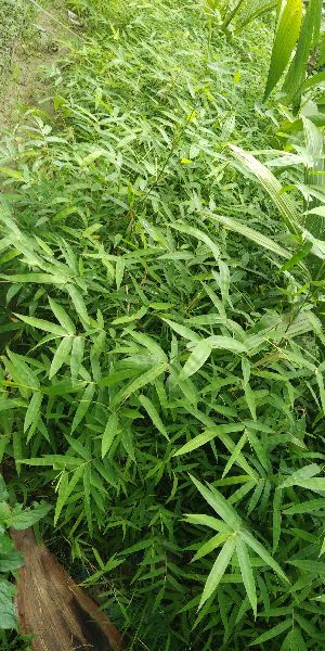 bambusa arundinacea plant