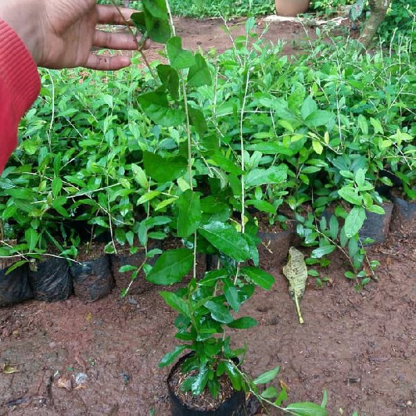 Common Henna Plant, for Parlour, Purity : 100%