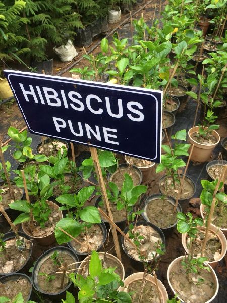 Natural Hibiscus Pune Plant, Purpose : Decoration, Household
