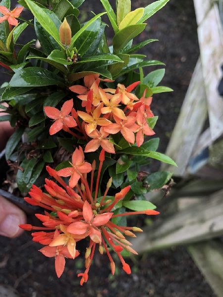 Ixora Dwarf Orange Plant