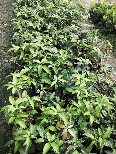 Common Mango Kesar Grafted Plant, Variety : Alphonso