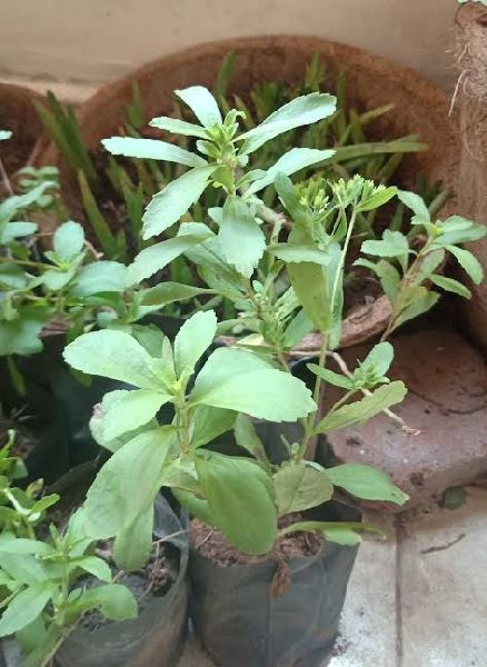 Green Natural Strvia Plant, for Ayurvedic Medicine, Plantation, Packaging Type : Plastic Bag