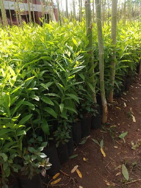 White Sandalwood Big Plant Size 1 2 Feet 2 4 Feet At Best Price Inr inr 25 Piece In Hojai Assam From Nazmin Nursery Id