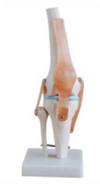 PVC orthosis knee joint, Color : White, Skin