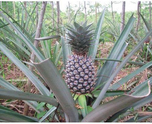 Pineapple Tissue Culture Plants