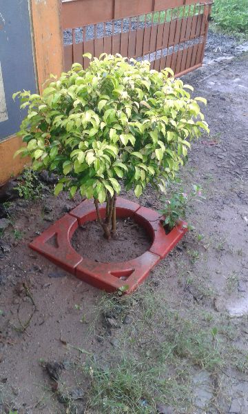 Rectangular Polished RCC Tree Guard, for Garden, Park, Width : 100-150mm