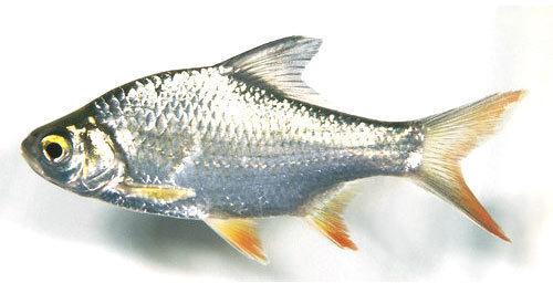 Rupchanda fish, Packaging Type : Thermocol Box