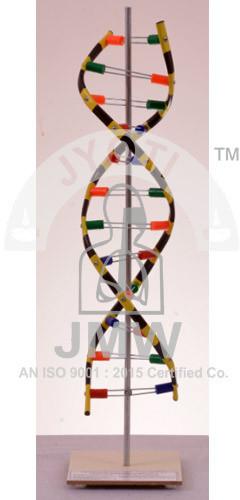 DNA Model