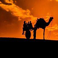 Camel Cart Safari