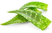 Aloe Vera Leaves