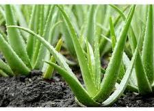 aloe vera plant