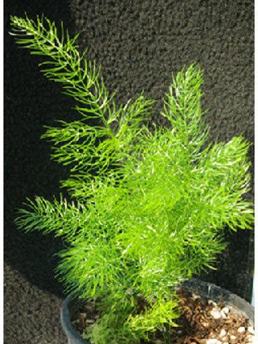 Organic Shatavari Plant, for Health Segment, Grade : Medicinal