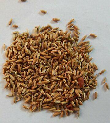 Apamarg Chirchita seed Achyranthes aspera , for Medicinal, Style : Dried, Natural, Raw