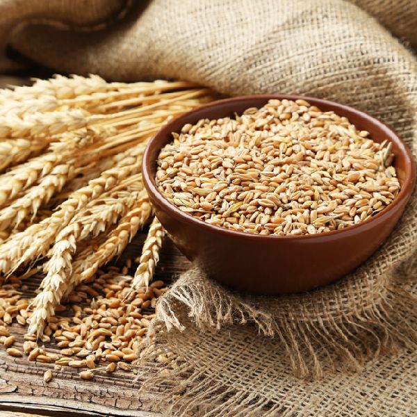 Common Wheat Seeds, for Beverage, Flour, Food, Style : Dried