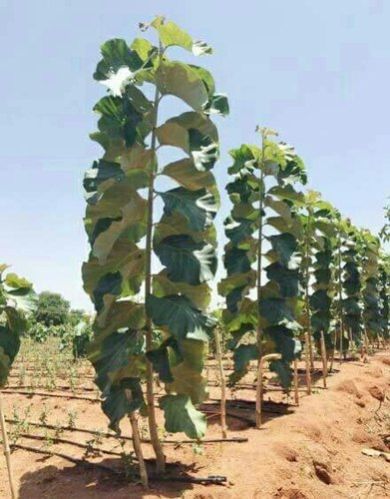 Tissue Culture Teak Plants