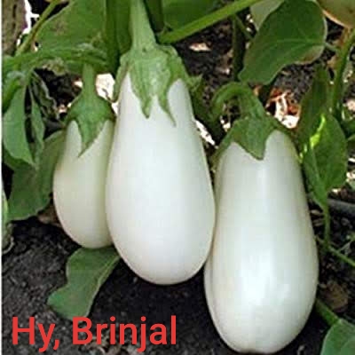 Hybrid Brinjal, Color : White