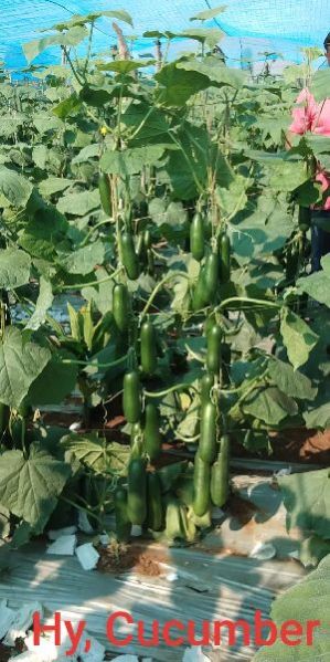 HyBrid Cucumber, Packaging Type : As Buyer Requirement