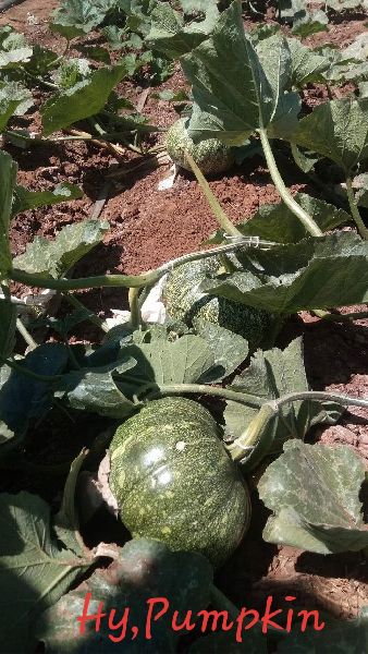 Round Hybrid Pumpkin