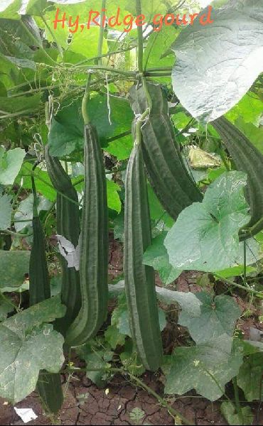 Hybrid Ridge Gourd