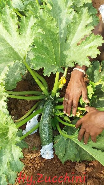 Hybrid Zucchini, for Human Consumption, Feature : Non Harmful