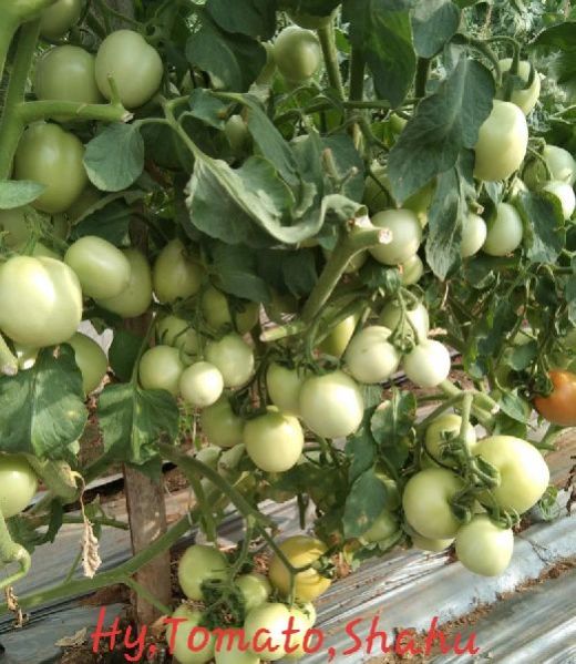 Red Long Beans Hybrid Green Tomato